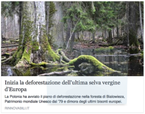 la foresta vergine tedesca sta sparendo? la nostra è già scomparsa da tempo