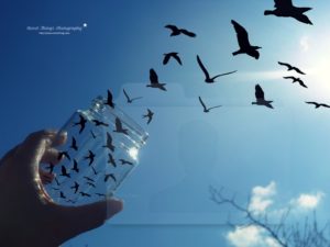 freedom